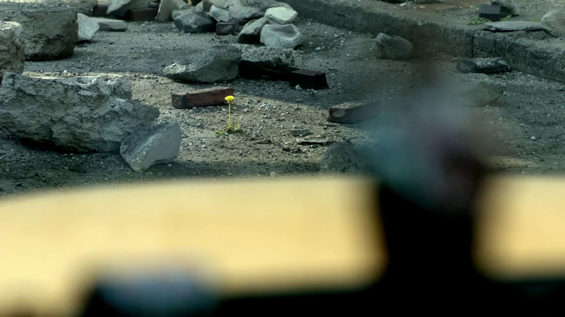 Item of interest: A dandelion growing from 'scorched earth'