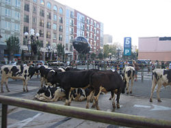 Cows